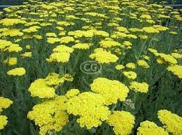 Classy Groundcovers Quality Ground Cover Plants Plants Perennials Planting Bulbs