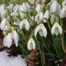 Check spelling or type a new query. Galanthus Galanthus Elwesii