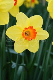 Daffodil Red Devon Plant In Fall Enjoy In Spring Spring Flowering Bulbs Daffodils Flower Seeds