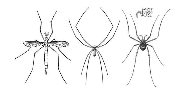 Myth: A "daddy-longlegs" is a kind of spider | Burke Museum
