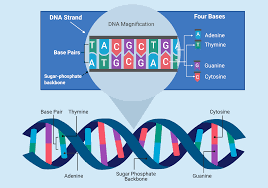 DNA Basics: Nucleotides, Genes, and the Genome | Federal Judicial Center