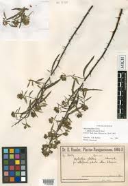 Image result for Hydrolea brevistyla