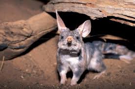 Meet Australia S Very Own Easter Bunny The Greater Bilby Australia Animals Animals Bilby Animal