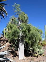 Image result for Tragia hildebrandtii