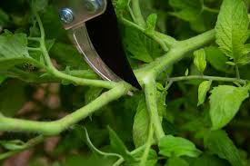Check spelling or type a new query. How And Why To Prune Tomato Plants