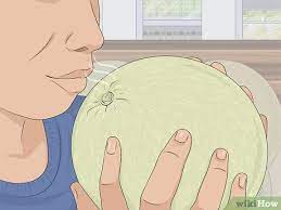 The skin will have almost a. 4 Simple Ways To Choose A Honeydew Melon Wikihow
