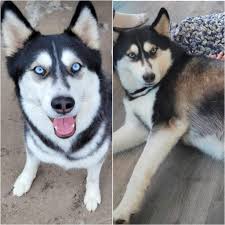 Adopting a Dog with Behavioral Issues