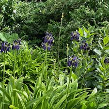 Image result for Agapanthus inapertus
