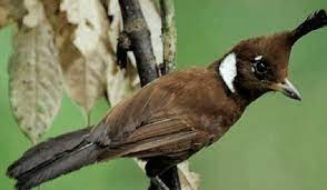 Check spelling or type a new query. Jenis Burung Cililin Dan Cara Perawatan Paling Mudah