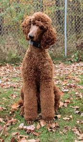 Find the perfect poodle standard puppy for sale in mississippi, ms at puppyfind.com. Birch Cavendish