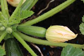 Zucchini gehören zu den beliebtesten gemüsepflanzen im hobbygarten. Zucchini Bekommt Gelbe Blatter 7 Haufige Ursachen Selbstversorger De