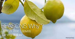 Check spelling or type a new query. Lemon Tree Leaves Turning Yellow Reasons Why