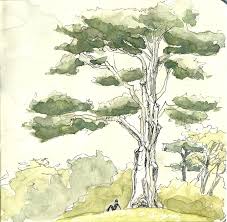 Trunk wounds caused by root collar burial (lower right, utah state university extension). Monterey Cypress Golden Gate Park Views From The Thicket