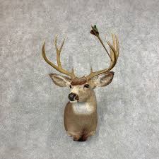 Grab those antlers, pull hard, and you're likely to end up with your hands full of velvet while the deer stays in the. Mule Deer Shoulder Mount For Sale 21532 The Taxidermy Store