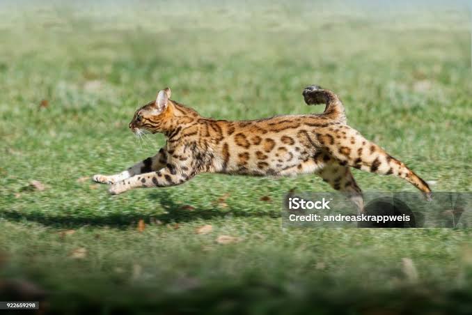 A Bengal cat exhibiting long stride length during an outdoor sprint., AI generated