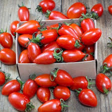 Check spelling or type a new query. San Marzano Tomato Seeds At 99 Pack Growing Organic Tomatoes Tomato Seeds Growing Tomatoes