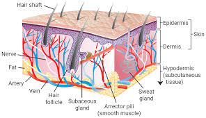 A diagram of a penis.jpg 3,265 × 2,097; About Sunogel