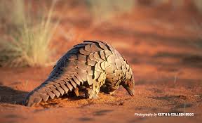 Its chinese name often misleads people into thinking pangolins are warriors. Pangolins Pushed To Extinction As Demand For Scales Grows African Wildlife Foundation