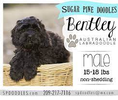 Sugar Pine Doodles Available Puppies Australian Labradoodle Australian Labradoodle Puppies Labradoodle Puppy