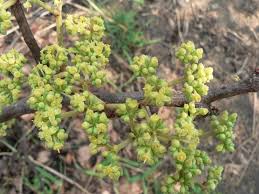 Image result for Cissus cornifolia