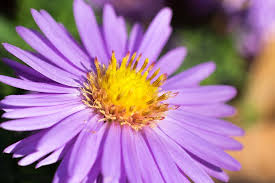 But believe it or not, flower bulbs, vegetables and shrubs all thrive when planted during this time of year. Hd Wallpaper Flower Aster Trivia Plant Wheatgrass Violet Purple Pink Wallpaper Flare