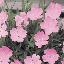 花苗 四季咲ナデシコ さくら 2株 国華園オンラインショップ 美しい花 花 さくら