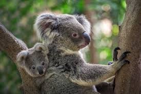 1 doll = 10 meals. Premium Photo Mother And Baby Koala On A Tree In Natural Atmosphere