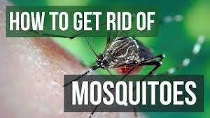 Maybe you would like to learn more about one of these? How To Get Rid Of Mosquitoes In Your Yard 4 Easy Steps Youtube