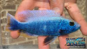 Image result for Rubus adolfi-friederici