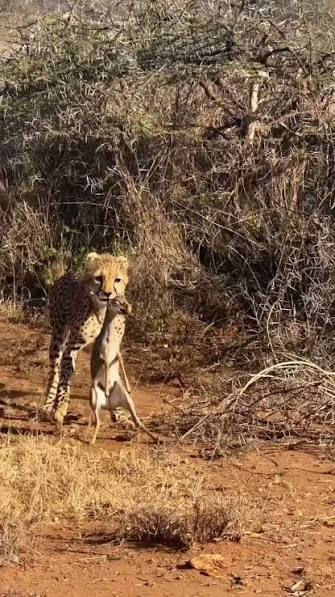 Cheetah in India! Footage of Cheetah hunting Blackbuck a long time ago in India👇🏻