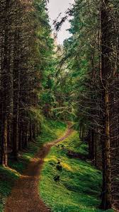 Forest Path Photographer And Location Unknown Forest Path Landscape Scenery
