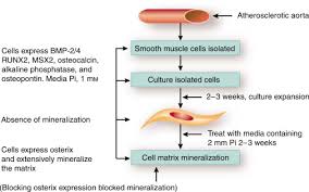 Image result for Hyperphosphatemia