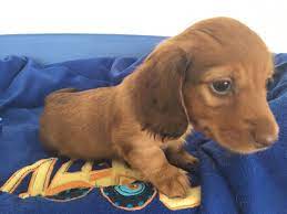 Boutique puppies will not be responsible or liable for any reason if the puppy grows more than our weight estimate. Dachshund Puppies For Sale San Pedro Avenue San Antonio Tx 265253