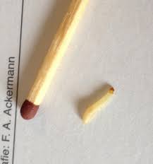 Habe Seltsame Maden In Der Kuche Woher Kommen Diese Haus Garten Forum Chefkoch De