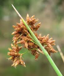 Image result for Schoenoplectiella juncea