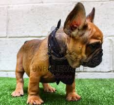 There is 1 tan female and 4 black puppies 2 male and 2 female. French Bulldog Puppies Atlanta L2sanpiero
