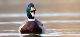 Duck Quack Free Sound Effects Animal Ringtones