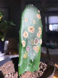 The prickly pear needs a lot of sunlight, so make sure it is planted in a sunny area. I Got This Prickly Pear Cactus From A Plant Swap What Are The Brown Spots On It From Cactus