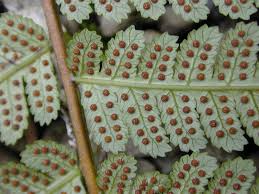 Image result for Lomariopsis hederacea