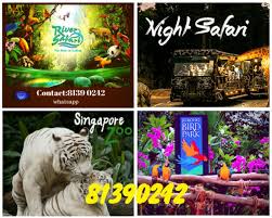 The animals in the safari are not caged, but roam free in scientifically designed enclosures. Ticket Night Safari Singapore United Airlines And Travelling