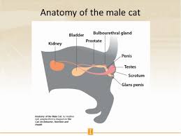 They are one of the most popular pets in the world. Anatomy Of The Male Cat