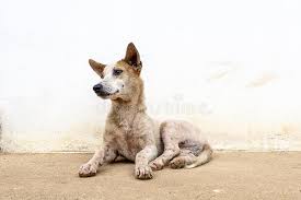 Or to be more kind, these dogs are so ugly they are actual cute. 3 326 Ugly Dog Photos Free Royalty Free Stock Photos From Dreamstime