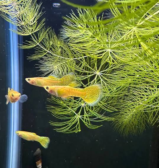 Guppy Fish