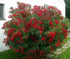 Oleander 39917 Zwallpix Trees To Plant Oleander Plants Red Shrubs