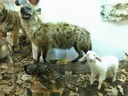 Turkmenoglu Alisveris Merkezi Adli Kullanicinin Hayvanlar Ve Evcil Hayvanlar Alemi The World Of Animals And Pets Panosundaki Pin Evcil Hayvanlar Hayvanlar Hayvanlar Alemi