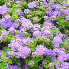 Image result for Ageratum