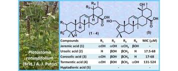 Image result for Platostoma africanum