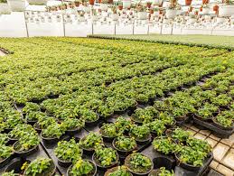 Image result for foto Vitálka