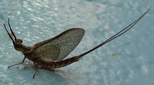 Image result for Ephemeridae