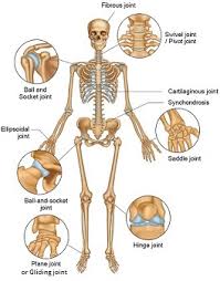 We did not find results for: Structure And Types Of Joints In The Human Body Online Science Notes